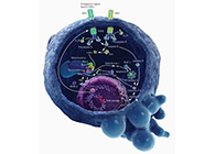 HQL制药、、、常州隆赛和上海人生就是博官方网站将配合研新型抗癌药物