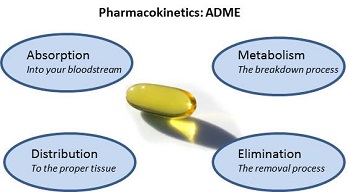 毒代动力学的吸收、、漫衍、、代谢、、渗透