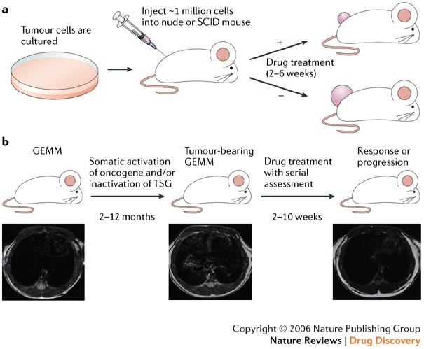 小鼠肿瘤模子构建公司
