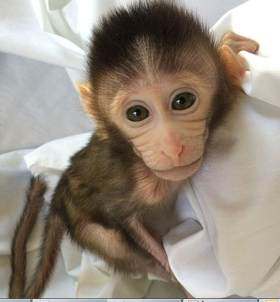 转基因猴成攻克自闭症利剑，首个非人灵长类自闭症模子建设