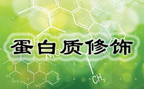 卵白质修饰(PEG修饰服务)