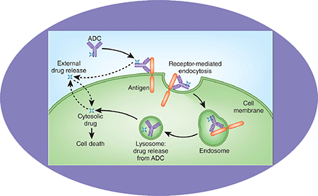 人生就是博官方网站ADC临床前服务之ADC作用机制