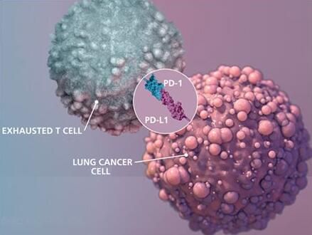 2017年度巨献：：癌症免疫疗法重磅级研究解读