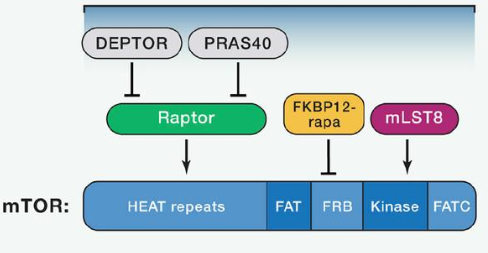 mTORC1由mTOR、Raptor和mLST8以及非焦点组件PRAS40和Deptor组成