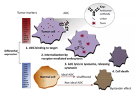 浅析：：ADC药物的抗癌之路