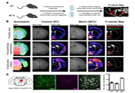 减肥药瞄准新靶点，，强效减肥药即未来袭？