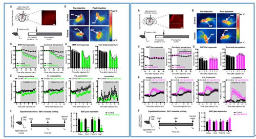 对神经元的激活会镌汰棕色脂肪产能，，镌汰身体活动，，从而抑制能量的消耗；；；相反，，抑制神经元会提高能量的消耗。。