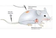 围观:临床前小鼠模子怎样？