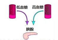 调理血糖稳态，GK负重前行