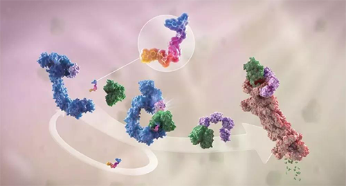 LYTAC出生，，，与PROTAC并肩作战针对不可成药的靶点