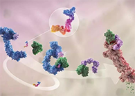 LYTAC出生，，与PROTAC并肩作战针对不可成药的靶点