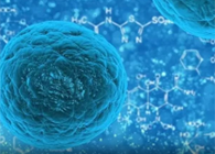 攻克三阴性乳腺癌，，蜜蜂毒液竟是要害？？