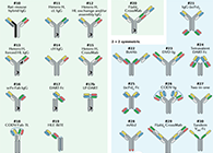【云回首】理论、、规则、、实践，，，三位一体解说双抗的生物剖析