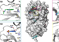 【Nature子刊】国际团队联协实力，加速基于COVID-19结构的药物设计！！
