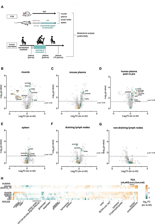 急性运动会改变血浆和淋巴器官的代谢状态 （泉源：e Life）