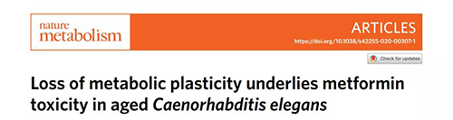 在线虫和人类原代细胞中，当在其寿命晚期提供二甲双胍时，二甲双胍会缩短命命，这与二甲双胍在年轻生物体中的起劲作用相反。。