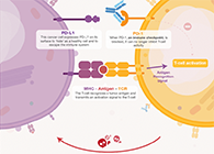 饿了吗？？？饿一饿原来可以辅助PD-1抑制剂肿瘤免疫治疗