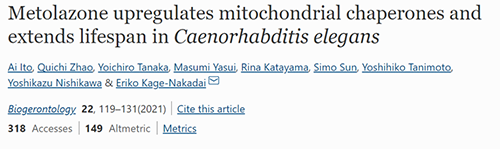 来自日本大阪市立大学的科学家搜索了现有药物的化学“文库”，，，他们发明一种名为美托拉宗的抗高血压药可延伸秀丽隐杆线虫的寿命，，，标记着抗朽迈药物开发的第一步