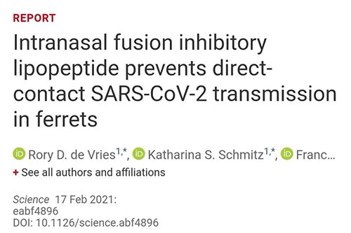 Science速递|鼻喷雾剂可阻止新冠肺炎撒播，，在雪貂实验中已初获效果