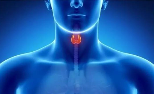 Science速递 | 揭开甲状腺的神秘面纱，，，开启代谢药物新征程