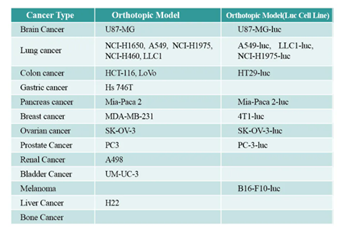 CDX小鼠肿瘤模子