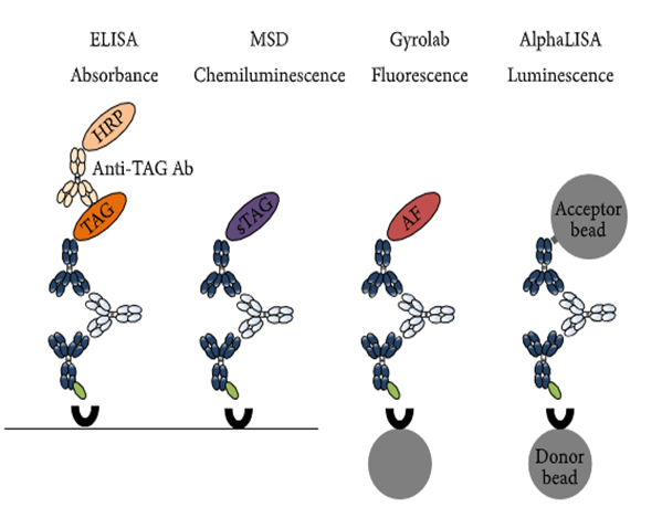 人生就是博官方网站免疫原性研究四大平台