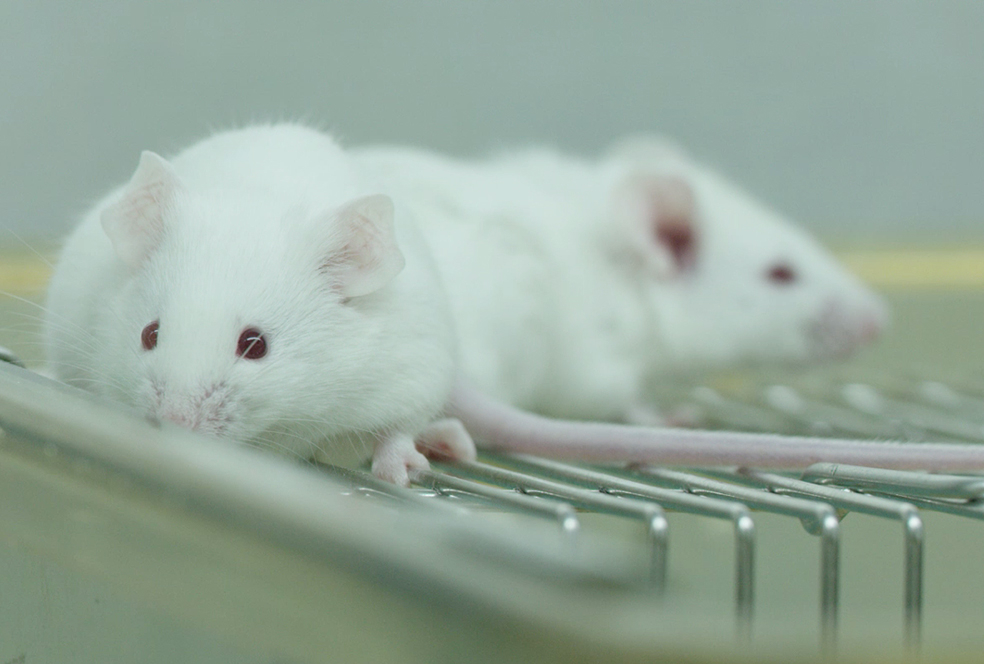 带你相识人生就是博官方网站临床前研究服务 