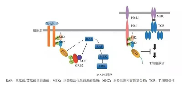 晚期恶性肿瘤患者的福音！人生就是博官方网站助力凌达生物SHP2变构抑制剂RG001片获批临床 