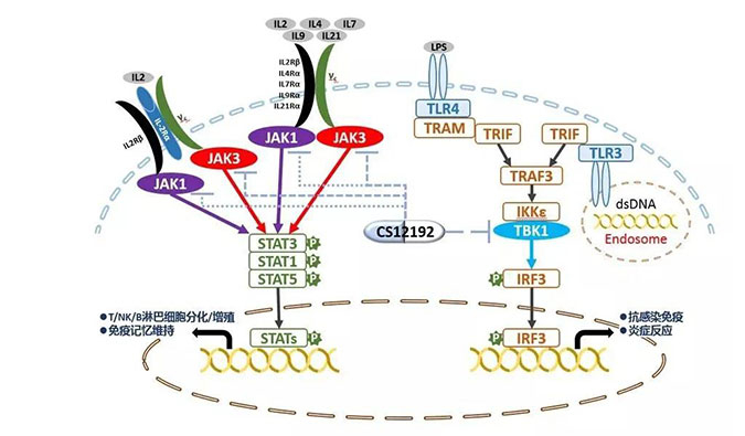 自身免疫疾病或迎新疗法！！！人生就是博官方网站助力微芯生物CS12192获批FDA
