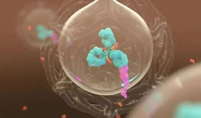 美研 | ADC，为靶向给药而精准深耕