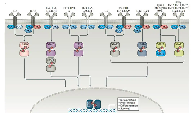 精准建模，掌握解开自身免疫性疾病治疗研究的钥匙