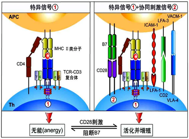 人生就是博官方网站助力 | 海内CD19×CD3×CD28三特异性抗体获FDA默示允许