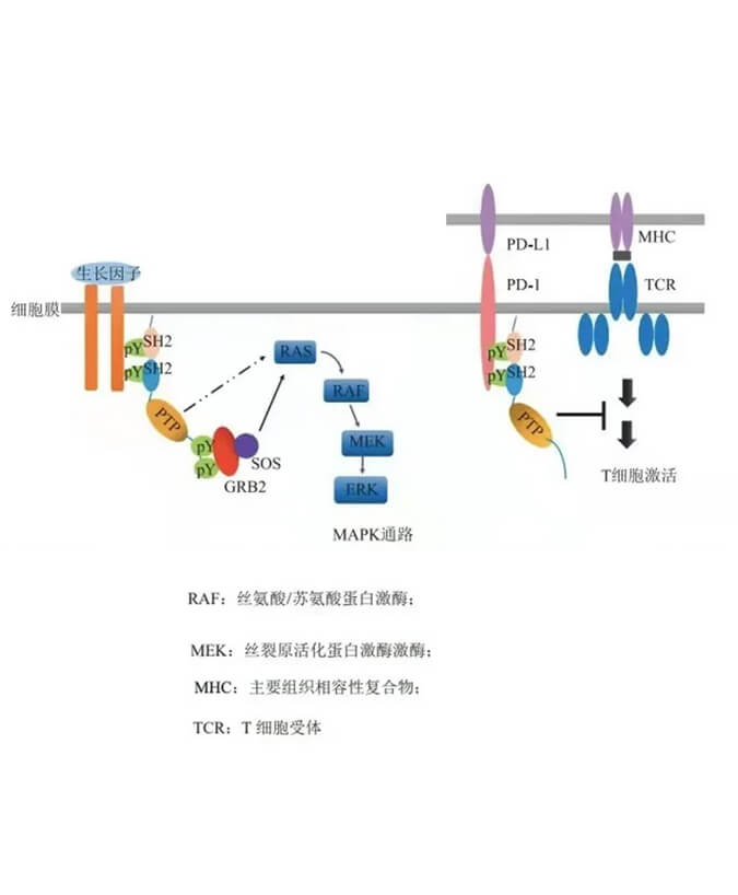 人生就是博官方网站助力凌达生物SHP2变构抑制剂RG001片获批临床.jpg