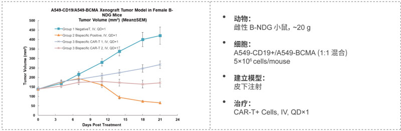 双特异性CAR-T药效研究：：：CD19-BCMA.jpg