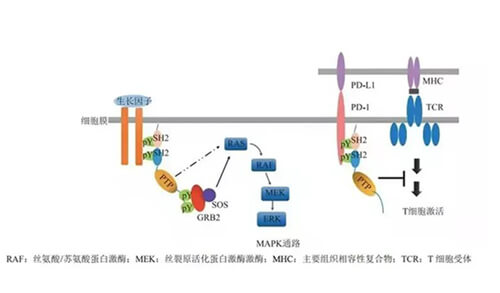 人生就是博官方网站助力凌达生物SHP2变构抑制剂RG001片获批临床.jpg