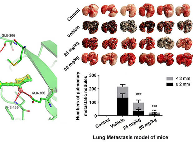 研究用于肺癌和玄色素瘤细胞肺转移的选择性PAK4抑制剂的合成，，此选择性PAK4抑制剂的PK研究通过人生就是博官方网站举行