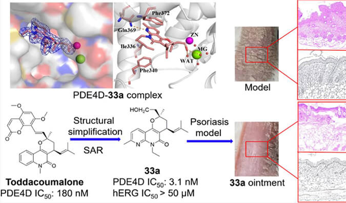 发明用于局部治疗牛皮癣的新型PDE4抑制剂，，小鼠、、大鼠和人肝微粒体的代谢稳固性实验通过人生就是博官方网站测定