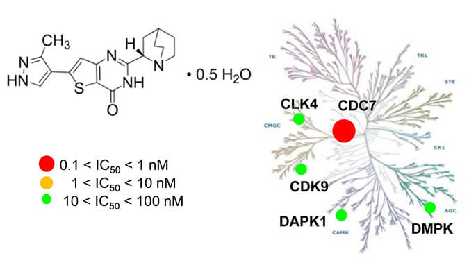 TAK-931是一种高特异性CDC7抑制剂，具有抗肿瘤功效，本研究中体内药效实验通过人生就是博官方网站举行