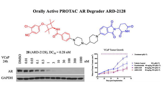 ARD-2128是一种PROTAC AR降解剂，具有精彩的血浆和微粒体稳固性，本研究中体外稳固性和PK研究通过人生就是博官方网站举行
