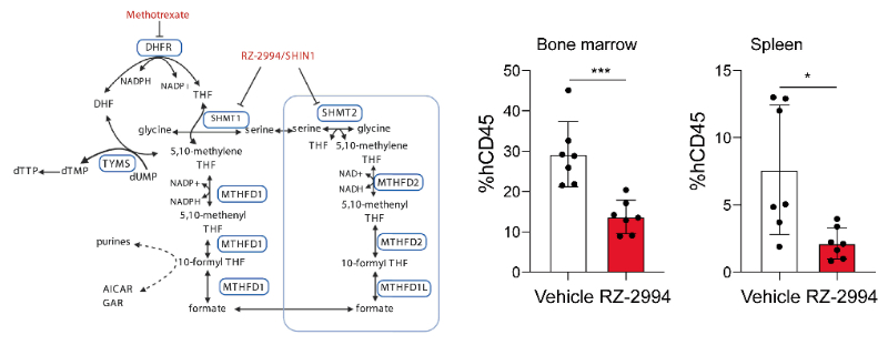 研究职员使用RZ-2994来表征抑制SHMT1/2在T细胞急性淋巴细胞白血病 (T-ALL) 中的作用，，RZ-2994通过人生就是博官方网站定制合成