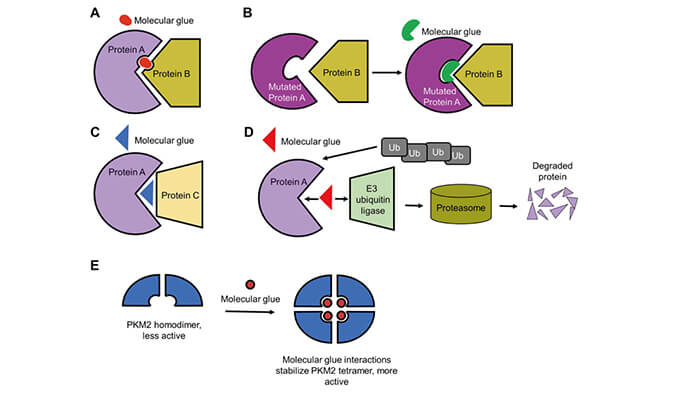 靶向卵白降解系列（三）：分子胶，，，挑战不可成药