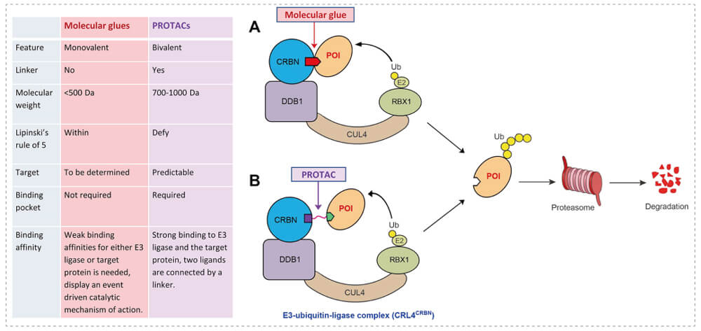 3-通过泛素-(Ub)-卵白酶系一切降解目的卵白-(POI)-示意图：：：分子胶(A)；；；PROTAC-(B).jpg