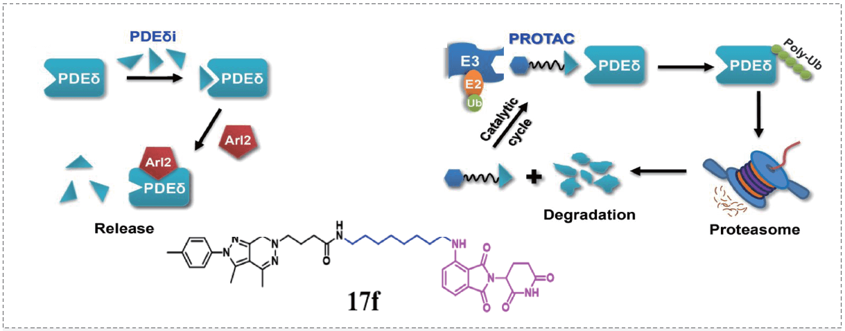 PROTAC战略和KRAS-PDEδ抑制剂Compound 17f.png