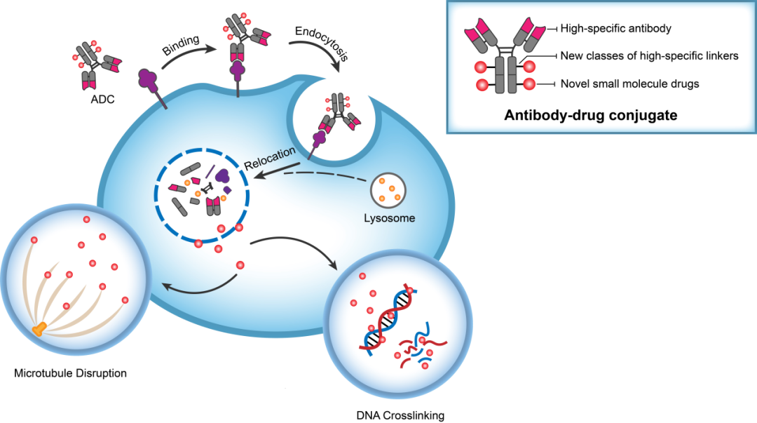 人生就是博官方网站助力 | 华奥泰靶向CD73的ADC在美国获批临床