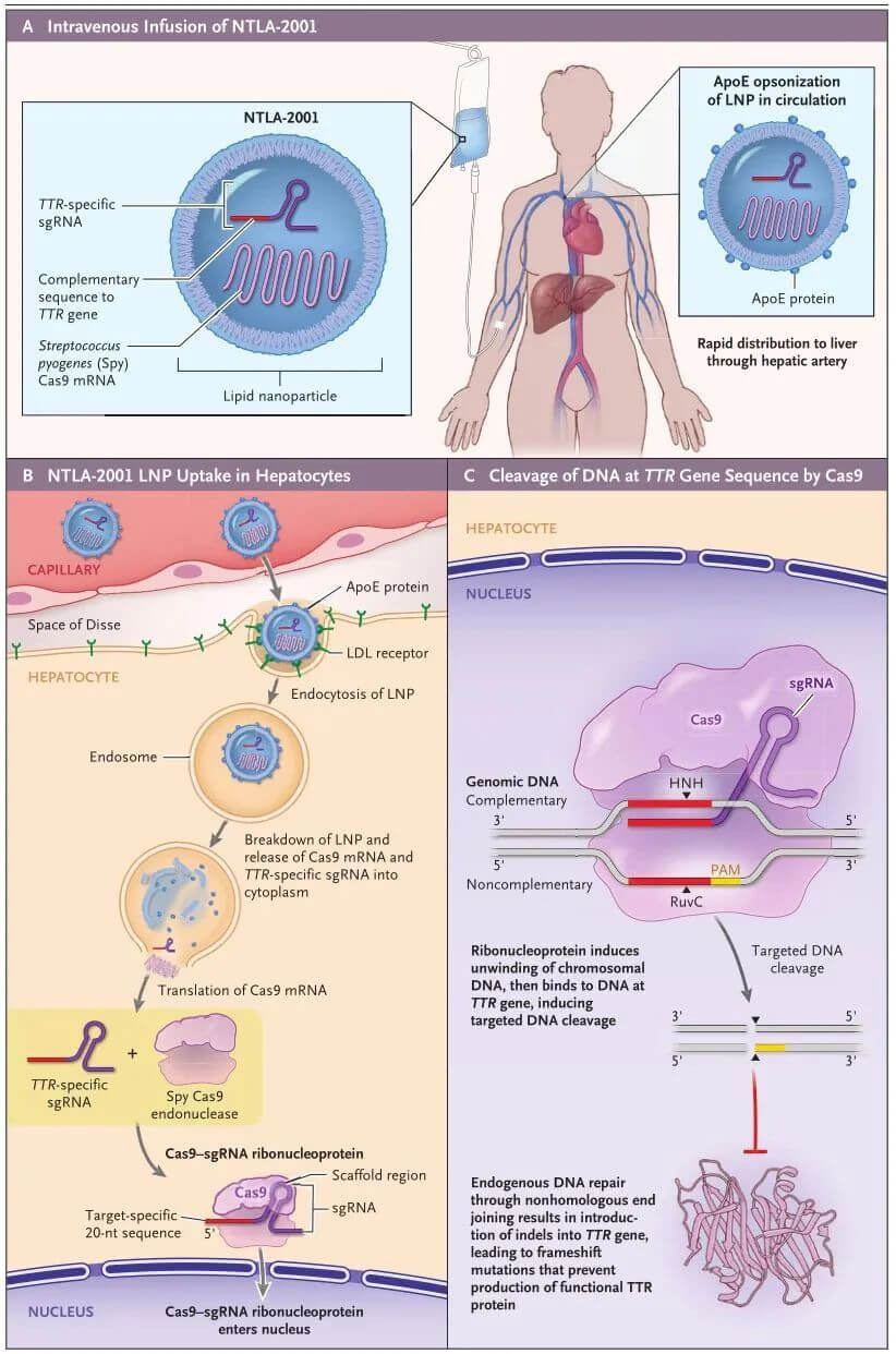 NTLA-2001的作用机制（泉源：：：新英格兰医学杂志）.jpg
