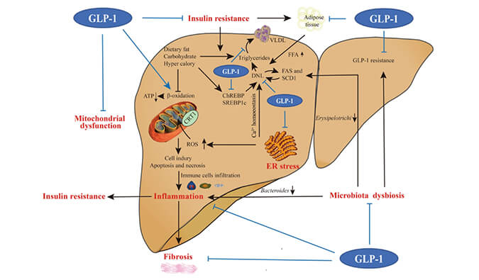 谁将成为 2024年全球生物医药首个黑马？NASH领域突破性药物即将问世？
