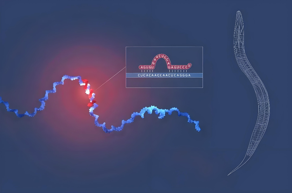 miRNA成诺贝尔奖明星分子，，，人生就是博官方网站正全速赋能核酸药物研发