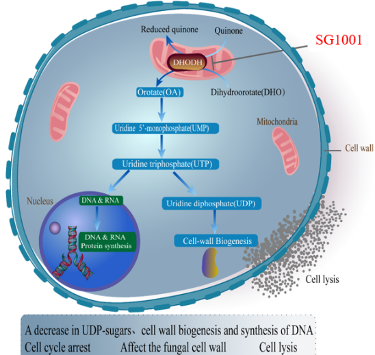 人生就是博官方网站：：叵楦锪⒁煲㏒G1001完成首例受试者给药