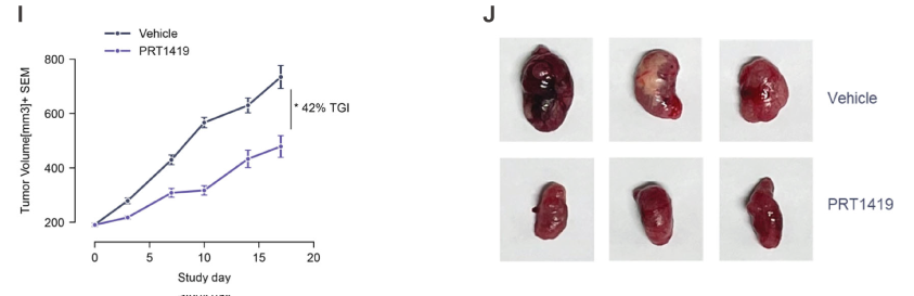 MCL1抑制剂在多种实体瘤和血液肿瘤模子中显示抗肿瘤效果，，，本研究中药效实验通过人生就是博官方网站举行