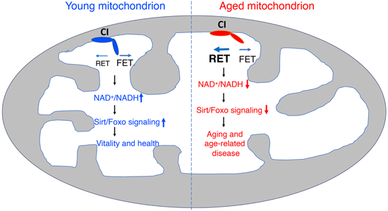 特异性RET抑制剂CPT可改善阿尔茨海默病，，，本研究中CPT由人生就是博官方网站化学部分合成